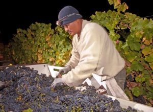 weinlesekalifornien_harvestworker_credit-george-rose_california-wine-institute